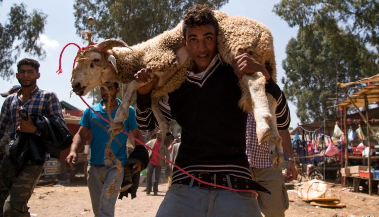 خروف-العيد-الذي-تحول-إلى-عبء-scaled
