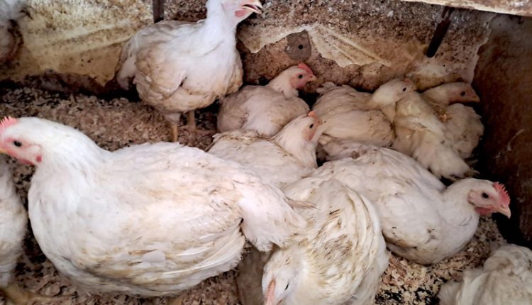 poulet-2-1