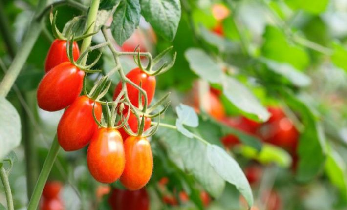 tomate maroc