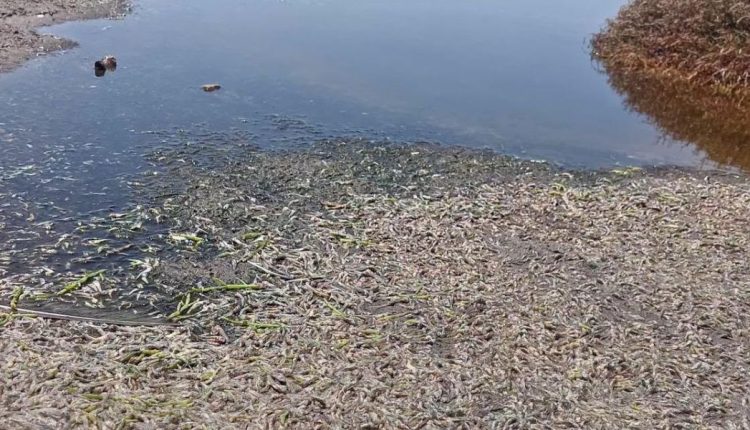 Mort-de-poissons-dans-l-oued-Oum-Er-Rbia-Azemmour-1